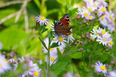 Avrupa tavus kuşu kelebeği (Aglais io) İsviçre 'nin Zürih kentinde İspanyol Daisy üzerinde oturuyor