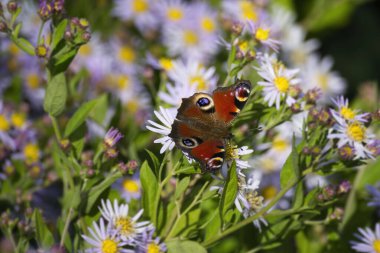 Avrupa tavus kuşu kelebeği (Aglais io) İsviçre 'nin Zürih kentinde İspanyol Daisy üzerinde oturuyor
