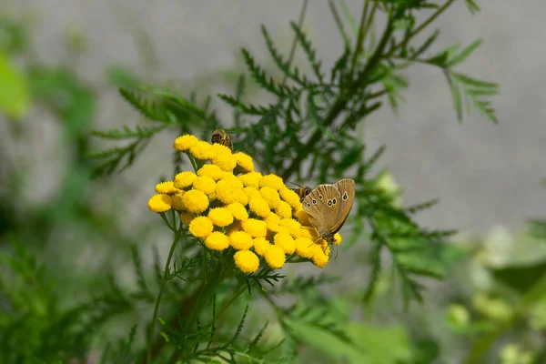 Πεταλούδα Ringlet Aphantopus Hyperantus Κάθεται Ένα Κίτρινο Λουλούδι Στη Ζυρίχη — Φωτογραφία Αρχείου