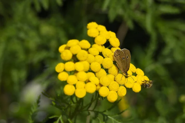 Πεταλούδα Ringlet Aphantopus Hyperantus Κάθεται Ένα Κίτρινο Λουλούδι Στη Ζυρίχη — Φωτογραφία Αρχείου
