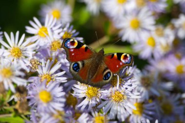 Avrupa tavus kuşu kelebeği (Aglais io) İsviçre 'nin Zürih kentinde İspanyol Daisy üzerinde oturuyor