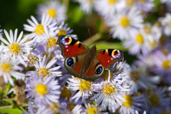 Avrupa tavus kuşu kelebeği (Aglais io) İsviçre 'nin Zürih kentinde İspanyol Daisy üzerinde oturuyor