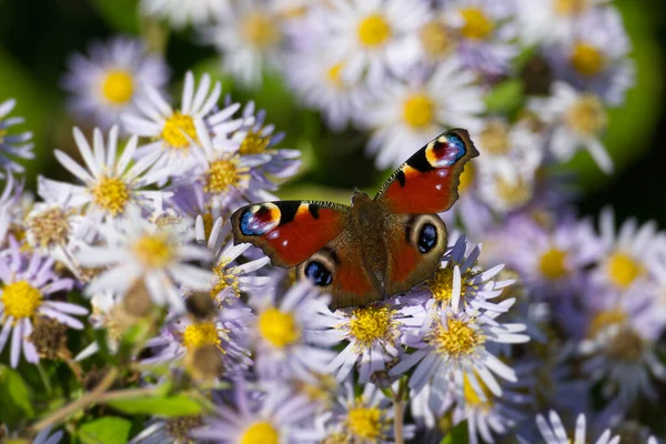 Avrupa tavus kuşu kelebeği (Aglais io) İsviçre 'nin Zürih kentinde İspanyol Daisy üzerinde oturuyor