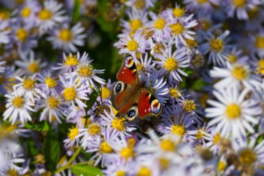 Avrupa tavus kuşu kelebeği (Aglais io) İsviçre 'nin Zürih kentinde İspanyol Daisy üzerinde oturuyor