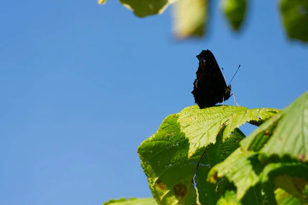 Papillon Paon Européen Aglais Assis Sur Feuille Zurich Suisse — Photo