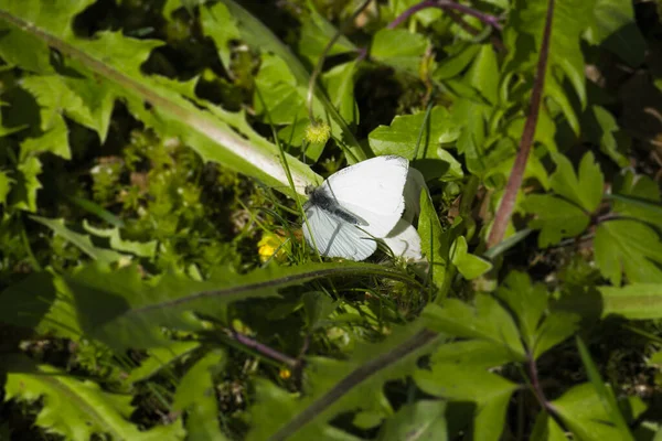 Зеленовенозная Белая Бабочка Pieris Napi Траве Цюрихе Швейцария — стоковое фото