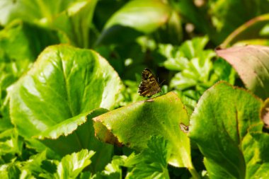 Benekli Kelebek (Pararge aegeria) İsviçre 'nin Zürih kentinde yeşil yaprağa tünemiştir.