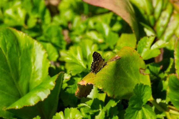 Speckled Wood Butterfly Pararge Aegeria Σκαρφαλωμένο Πράσινα Φύλλα Στη Ζυρίχη — Φωτογραφία Αρχείου