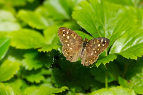 Benekli Kelebek Pararge Aegeria Sviçre Nin Zürih Kentinde Yeşil Yaprağa — Stok fotoğraf