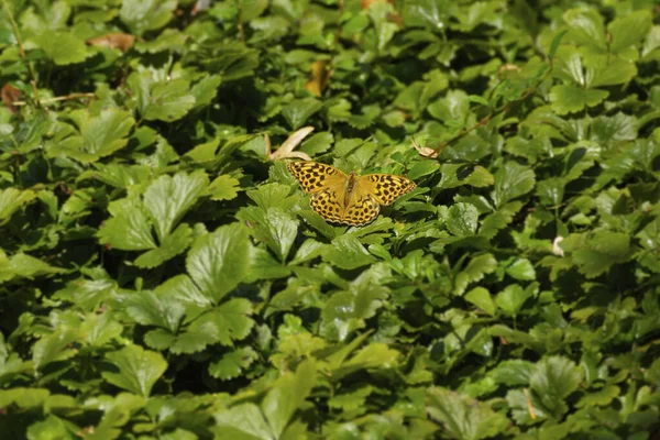 Papillon Fritillaire Argynnis Paphia Lavé Argent Assis Sur Des Feuilles — Photo