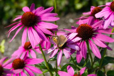 İsviçre, Zürih 'te bir ekinezya çiçeğinin üzerinde açık kanatlı bir kelebek.