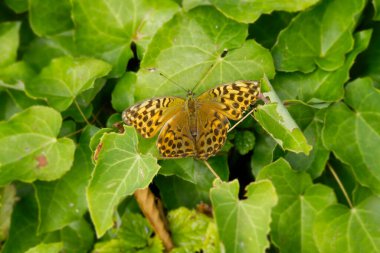 İsviçre 'nin Zürih kentindeki yeşil yaprakların üzerinde oturan gümüş yıkanmış Fritiller Kelebeği (Argynnis Paphia)