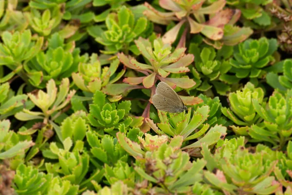 Anillo Aphantopus Hyperantus Mariposa Sentada Una Planta Verde Zurich Suiza — Foto de Stock