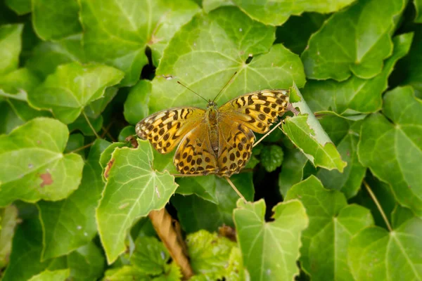 Papillon Fritillaire Argynnis Paphia Lavé Argent Assis Sur Des Feuilles — Photo