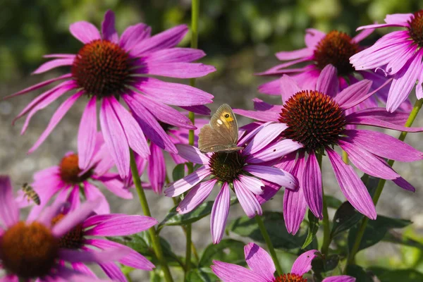 İsviçre, Zürih 'te bir ekinezya çiçeğinin üzerinde açık kanatlı bir kelebek.