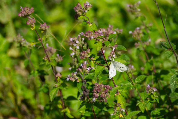 Petit Papillon Blanc Pieris Rapae Perché Sur Une Fleur Rose — Photo