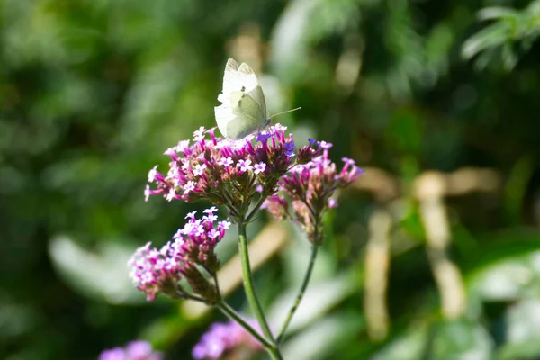 อขาวต วเล Pieris Rapae งอย บนดอกไม ชมพ ในซ ตเซอร แลนด — ภาพถ่ายสต็อก