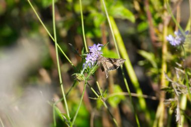 İsviçre 'nin Zürih şehrinde mor çiçeğin üzerine tünemiş gümüş Y güvesi (Autographa gamma)
