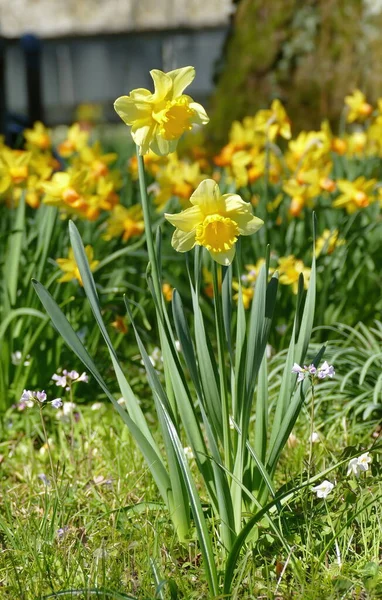 Żółty Narcyz Pseudonarcyz Parku Wiosną Zurychu Szwajcaria — Zdjęcie stockowe