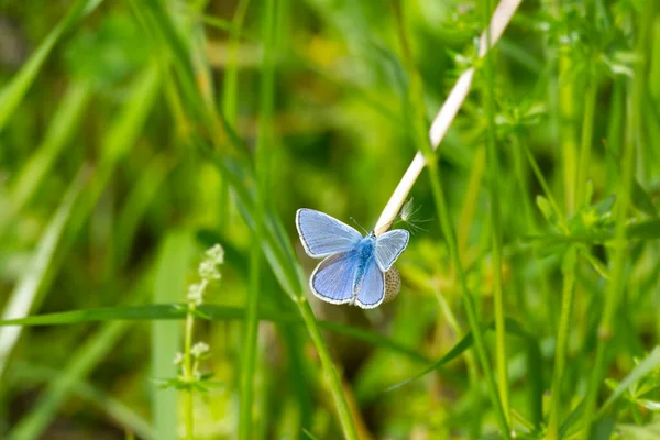 Papillon Bleu Argenté Plebejus Argus Perché Sur Pissenlit Zurich Suisse — Photo