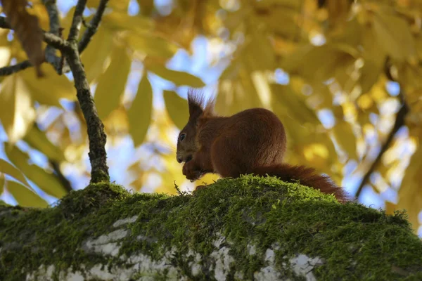 Eichhörnchen Mit Nuss Herbstbaum Zürich Schweiz — Stockfoto