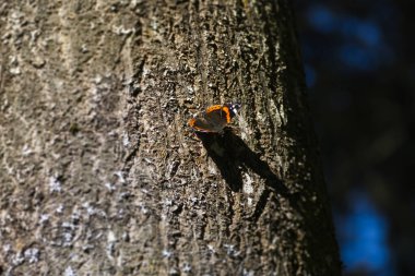 Kızıl Amiral Kelebeği (Vanessa Atalanta) İsviçre 'nin Zürih kentindeki ağaca tünedi.