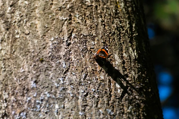 Kızıl Amiral Kelebeği Vanessa Atalanta Sviçre Nin Zürih Kentindeki Ağaca — Stok fotoğraf
