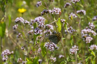 İsviçre 'nin Zürih kentinde açık pembe çiçeğin üzerinde oturan gümüş renginde Fritiller kelebeği (Argynnis paphia)
