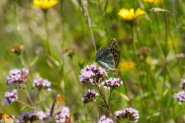 Srebrno Umyty Motyl Argynnis Paphia Siedzący Jasnoróżowym Kwiatku Zurychu Szwajcaria — Zdjęcie stockowe