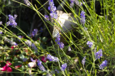 İsviçre 'nin Zürih kentindeki lavantanın üzerinde gümüş renginde yıkanmış Fritiller Kelebeği (Argynnis paphia) oturmaktadır.