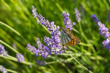 İsviçre 'nin Zürih kentindeki lavantanın üzerinde gümüş renginde yıkanmış Fritiller Kelebeği (Argynnis paphia) oturmaktadır.