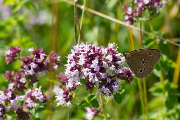 Πεταλούδα Ringlet Aphantopus Hyperantus Κάθεται Ένα Ροζ Λουλούδι Στη Ζυρίχη — Φωτογραφία Αρχείου