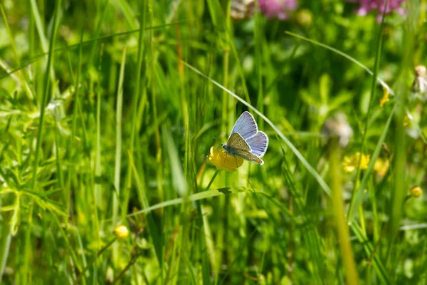 Silver Studded Blue Plebejus Argus Butterfly Perched Yellow Flower Zurich — Stock Photo, Image