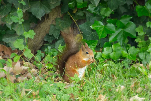 スイスのチューリッヒで草の上にナッツと座っている赤いリス — ストック写真