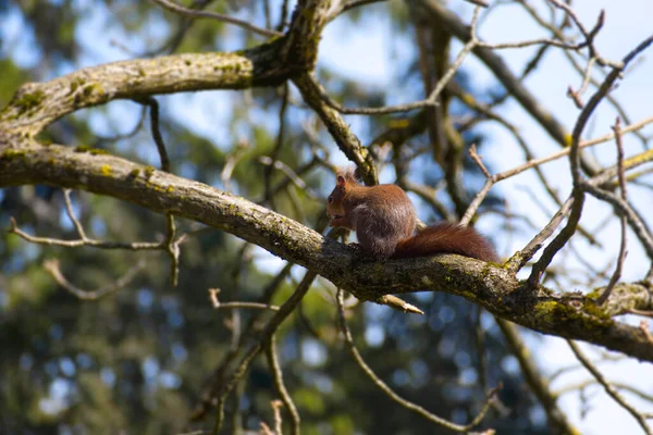Czerwona Wiewiórka Siedząca Orzechem Drzewie Zurychu Szwajcaria — Zdjęcie stockowe