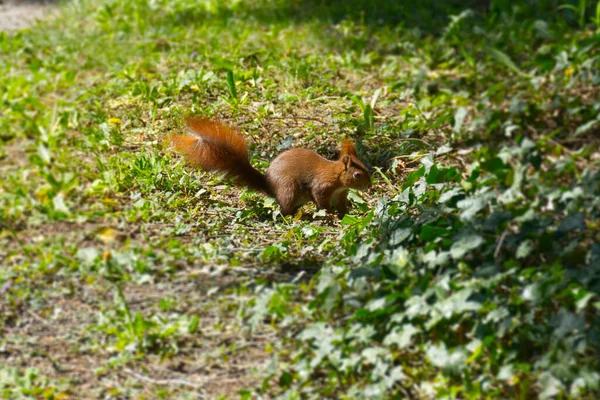 Red Squirrel Duduk Bawah Pohon Zurich Swiss — Stok Foto