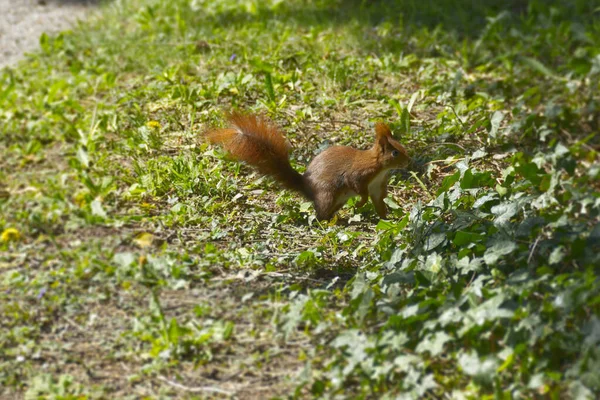 Red Squirrel Duduk Bawah Pohon Zurich Swiss — Stok Foto