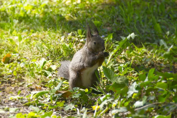 Bruine Eekhoorn Zit Onder Een Boom Zürich Zwitserland — Stockfoto