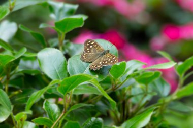 Benekli Kelebek (Pararge aegeria) İsviçre 'nin Zürih kentinde yeşil yaprağa tünemiştir.