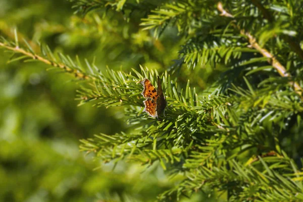 Comma Butterfly Polygonia Album Κάθεται Ένα Κλαδί Δέντρου Στη Ζυρίχη — Φωτογραφία Αρχείου