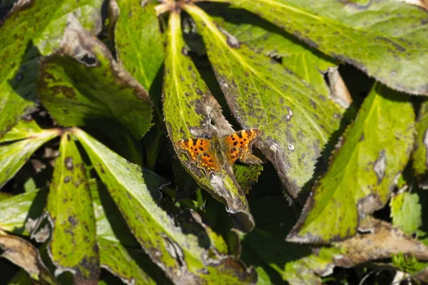 Comma Butterfly Polygonia Album Κάθεται Ένα Πράσινο Φυτό Στη Ζυρίχη — Φωτογραφία Αρχείου