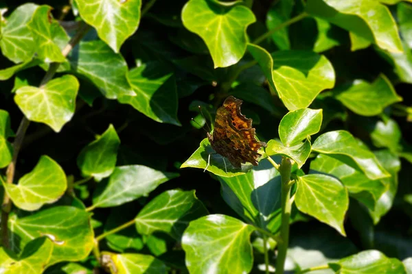 Borboleta Vírgula Polygonia Album Sentado Uma Planta Verde Zurique Suíça — Fotografia de Stock