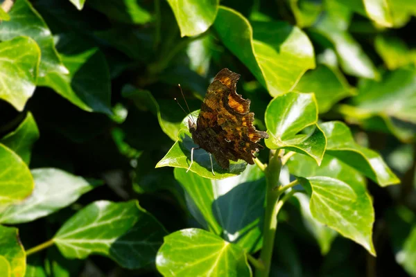 Papillon Virgule Polygonia Album Assis Sur Une Plante Verte Zurich — Photo