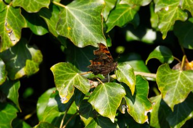 Virgül Kelebeği (Polygonia c-albüm) İsviçre 'nin Zürih kentindeki yeşil bir bitkinin üzerinde kısmen açık kanatlara sahiptir.