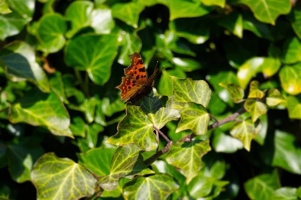 Comma Butterfly Polygonia Album Partially Open Wings Sitting Green Plant — Stock Photo, Image