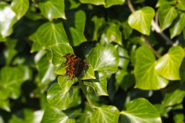 Virgül Kelebeği (Polygonia c-albüm) İsviçre 'nin Zürih kentindeki yeşil bir bitkinin üzerinde kısmen açık kanatlara sahiptir.
