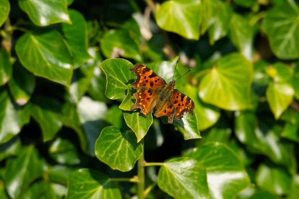 Przecinek Motyla Polygonia Album Otwartymi Skrzydłami Siedzącymi Zielonym Zakładzie Zurychu — Zdjęcie stockowe