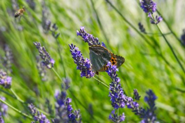 İsviçre 'nin Zürih kentindeki lavantanın üzerinde gümüş renginde yıkanmış Fritiller Kelebeği (Argynnis paphia) oturmaktadır.
