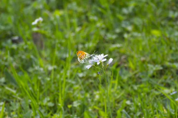 Male Orange Tip Butterfly Anthocharis Cardamines Perched Flower Zurich Switzerland — Stock Photo, Image