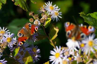 Avrupa tavus kuşu kelebeği (Aglais io) İsviçre 'nin Zürih kentinde İspanyol Daisy üzerinde oturuyor